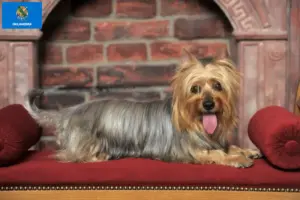 Read more about the article Australian Silky Terrier breeders and puppies in Oklahoma