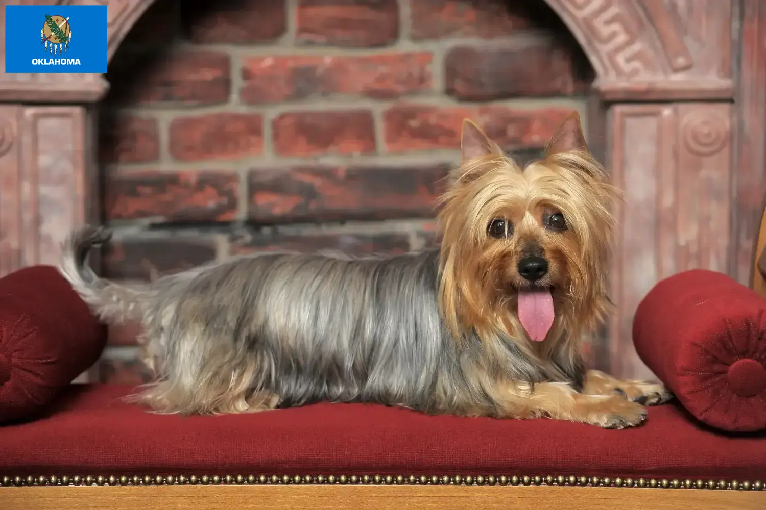 Australian Silky Terrier puppies and breeders Oklahoma Find Australian Silky Terrier breeders in Oklahoma.