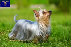 Read more about the article Australian Silky Terrier breeders and puppies in Oregon