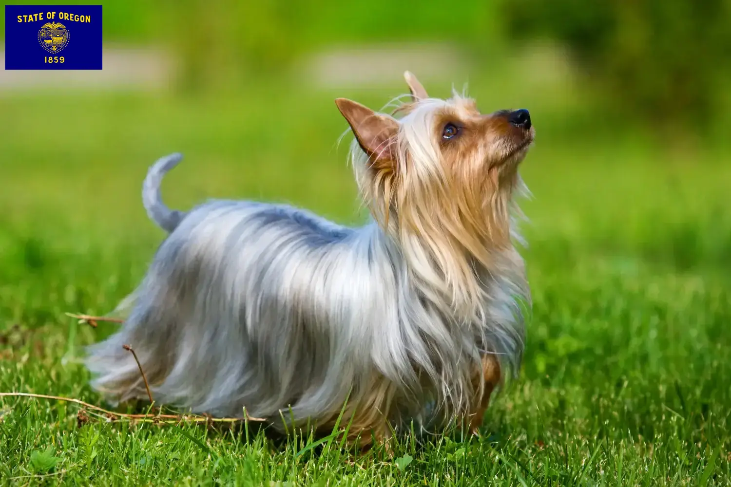 Australian Silky Terrier puppies and breeders Oregon Find Australian Silky Terrier breeders in Oregon.