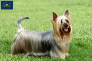 Read more about the article Australian Silky Terrier breeders and puppies in Pennsylvania