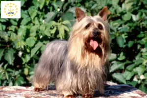 Read more about the article Australian Silky Terrier breeders and puppies in Rhode Island