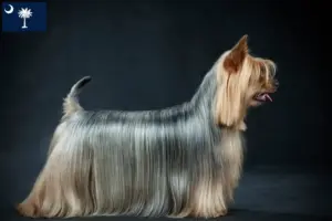 Read more about the article Australian Silky Terrier breeders and puppies in South Carolina