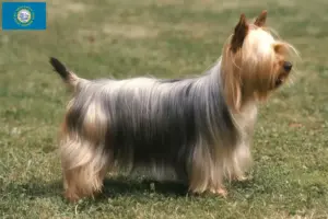 Read more about the article Australian Silky Terrier breeders and puppies in South Dakota