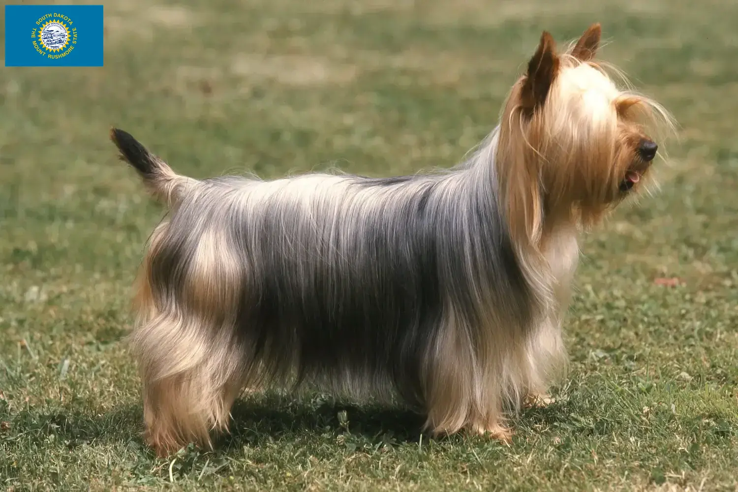 Australian Silky Terrier puppies and breeders South Dakota Find Australian Silky Terrier breeders in South Dakota.