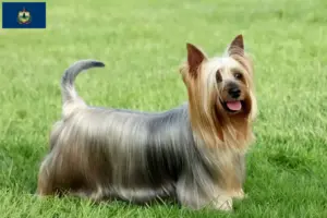Read more about the article Australian Silky Terrier breeders and puppies in Vermont