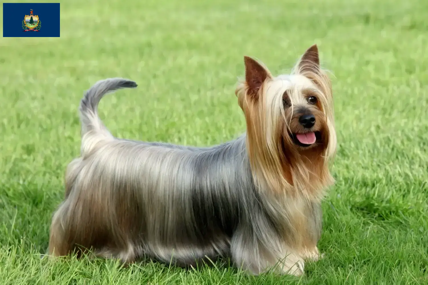 Australian Silky Terrier puppies and breeders Vermont Find Australian Silky Terrier breeders in Vermont.