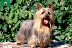 Read more about the article Australian Silky Terrier breeders and puppies in Washington
