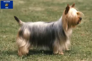 Read more about the article Australian Silky Terrier breeders and puppies in Wisconsin