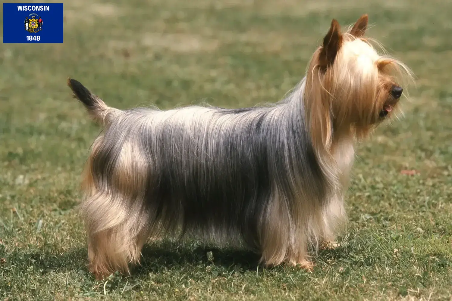 Australian Silky Terrier puppies and breeders Wisconsin Find Australian Silky Terrier breeders in Wisconsin.