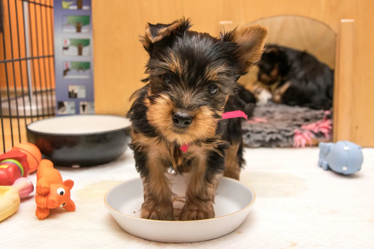 Buying an Australian Silky Terrier puppy means taking responsibility! Buy Australian Silky Terrier puppies.
