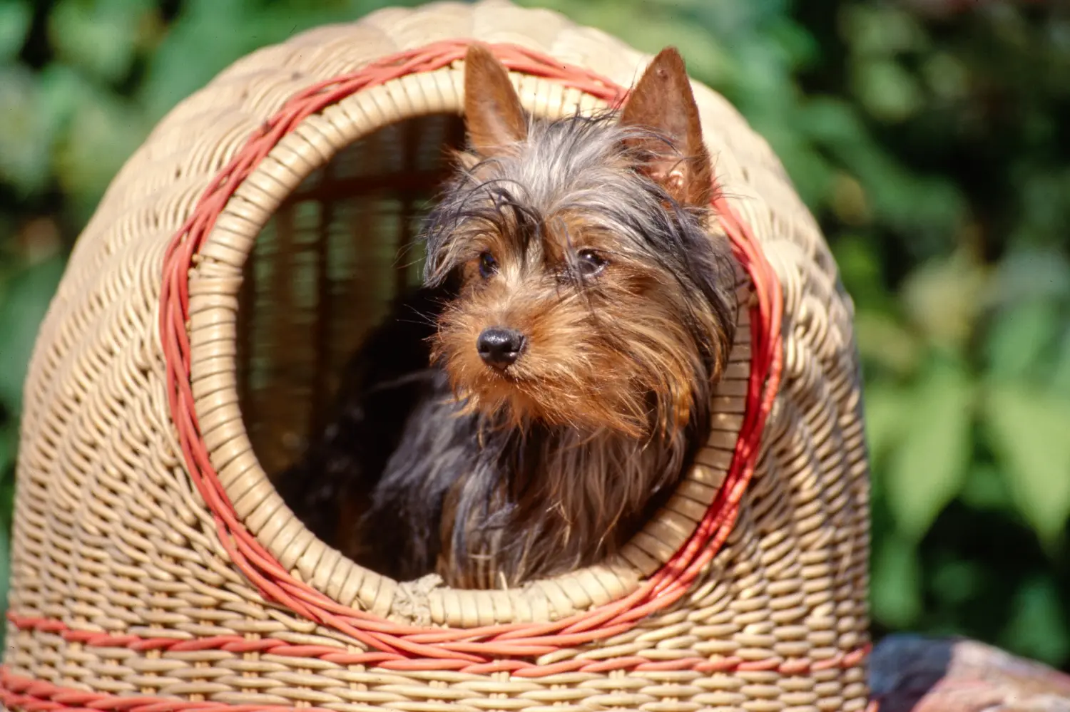 Buying an Australian Silky Terrier puppy means taking responsibility! Buy Australian Silky Terrier puppies.