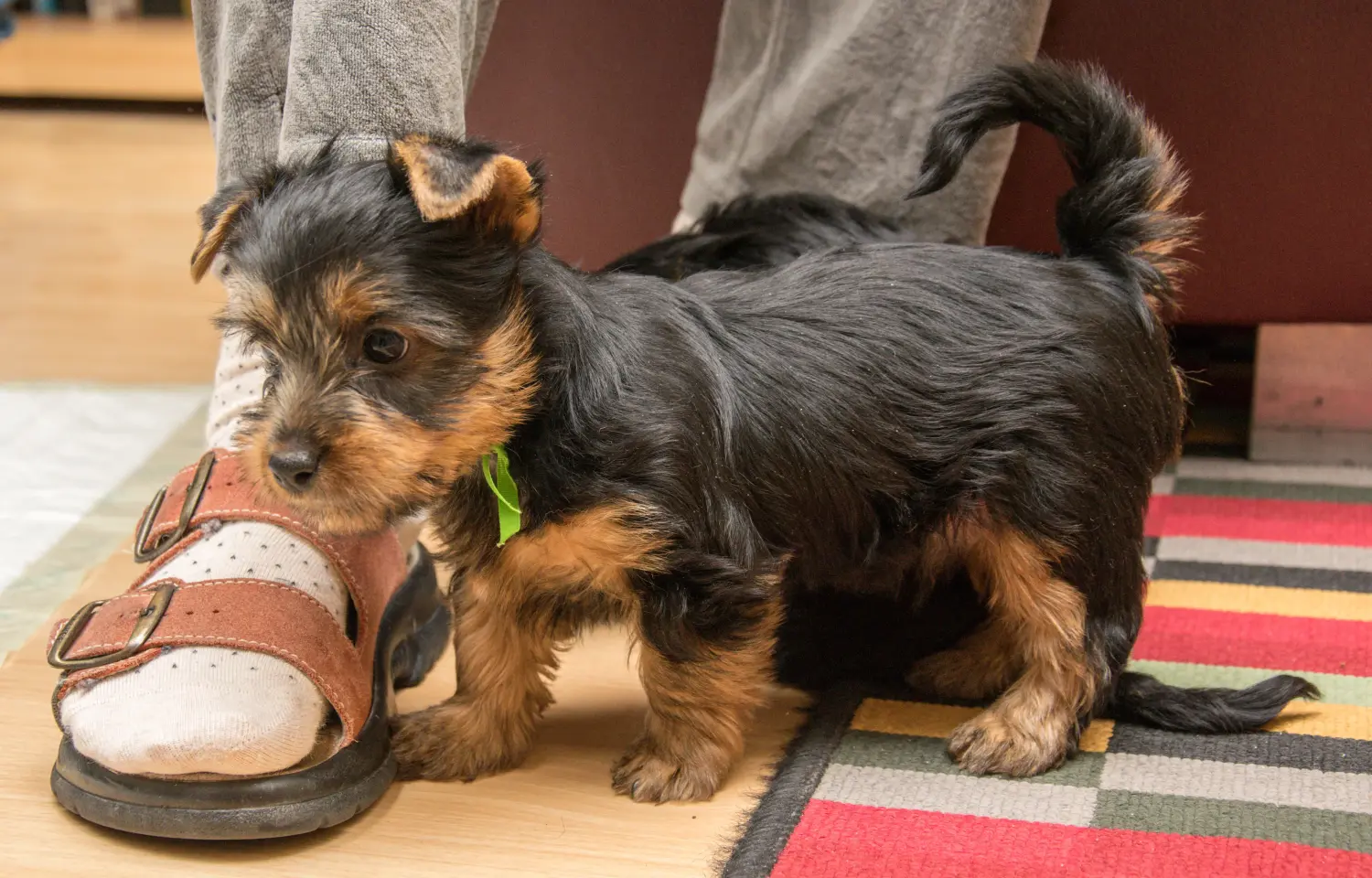 Buying an Australian Silky Terrier puppy means taking responsibility! Buy Australian Silky Terrier puppies.