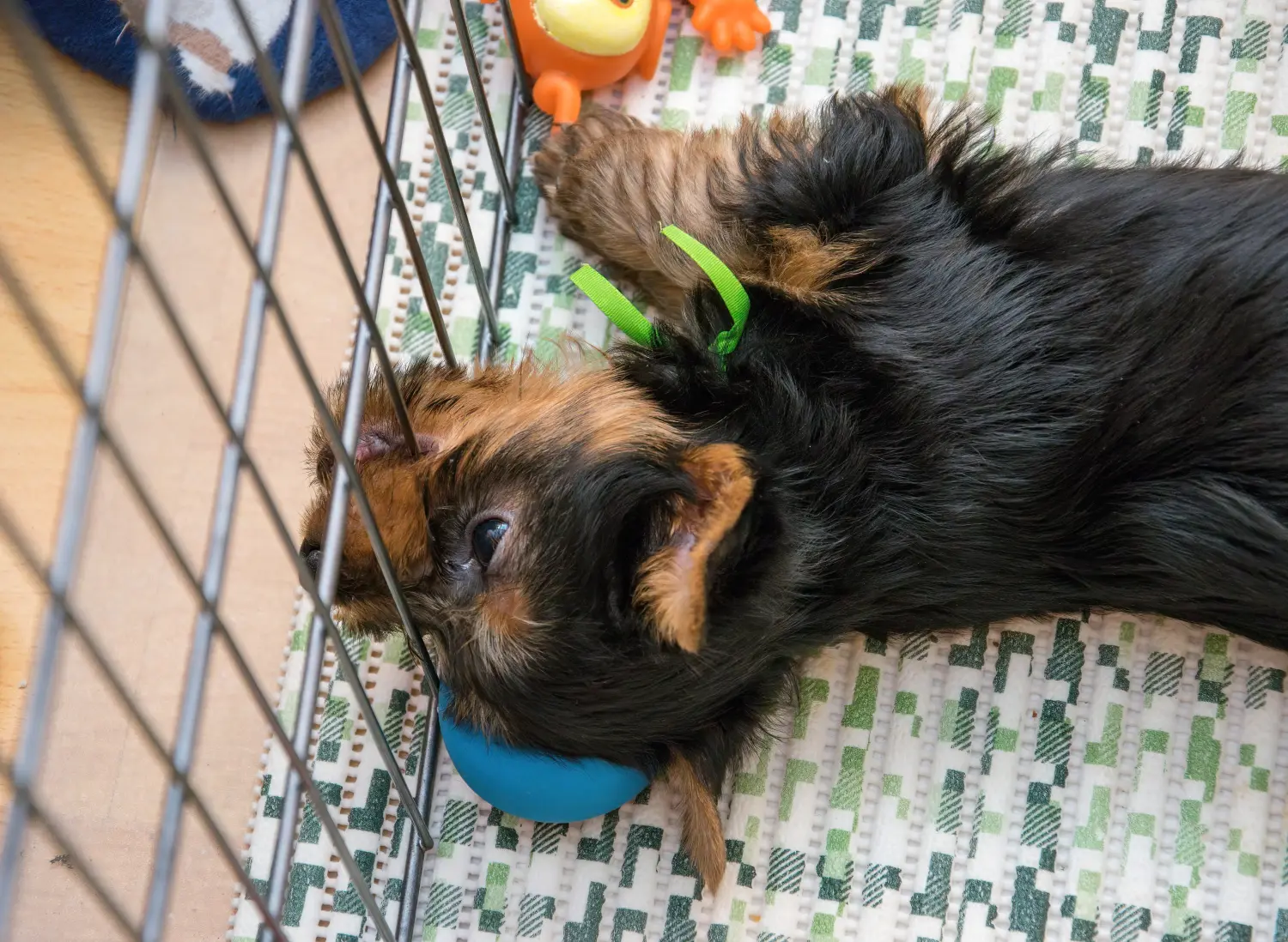 Buying an Australian Silky Terrier puppy means taking responsibility! Buy Australian Silky Terrier puppies.