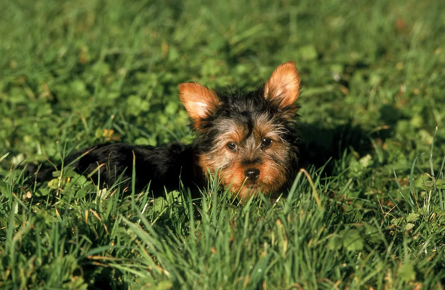 Buying an Australian Silky Terrier puppy means taking responsibility! Buy Australian Silky Terrier puppies.