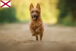 Read more about the article Australian Terrier breeders and puppies in Alabama