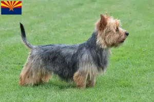 Read more about the article Australian Terrier breeders and puppies in Arizona