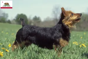 Read more about the article Australian Terrier breeders and puppies in California