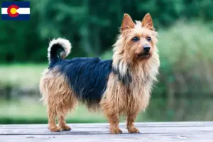 Read more about the article Australian Terrier breeders and puppies in Colorado