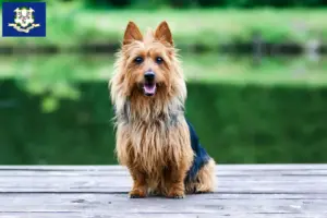 Read more about the article Australian Terrier breeders and puppies in Connecticut
