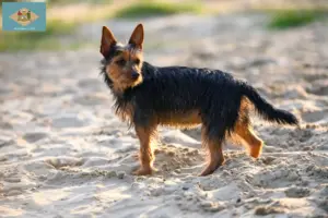 Read more about the article Australian Terrier breeders and puppies in Delaware