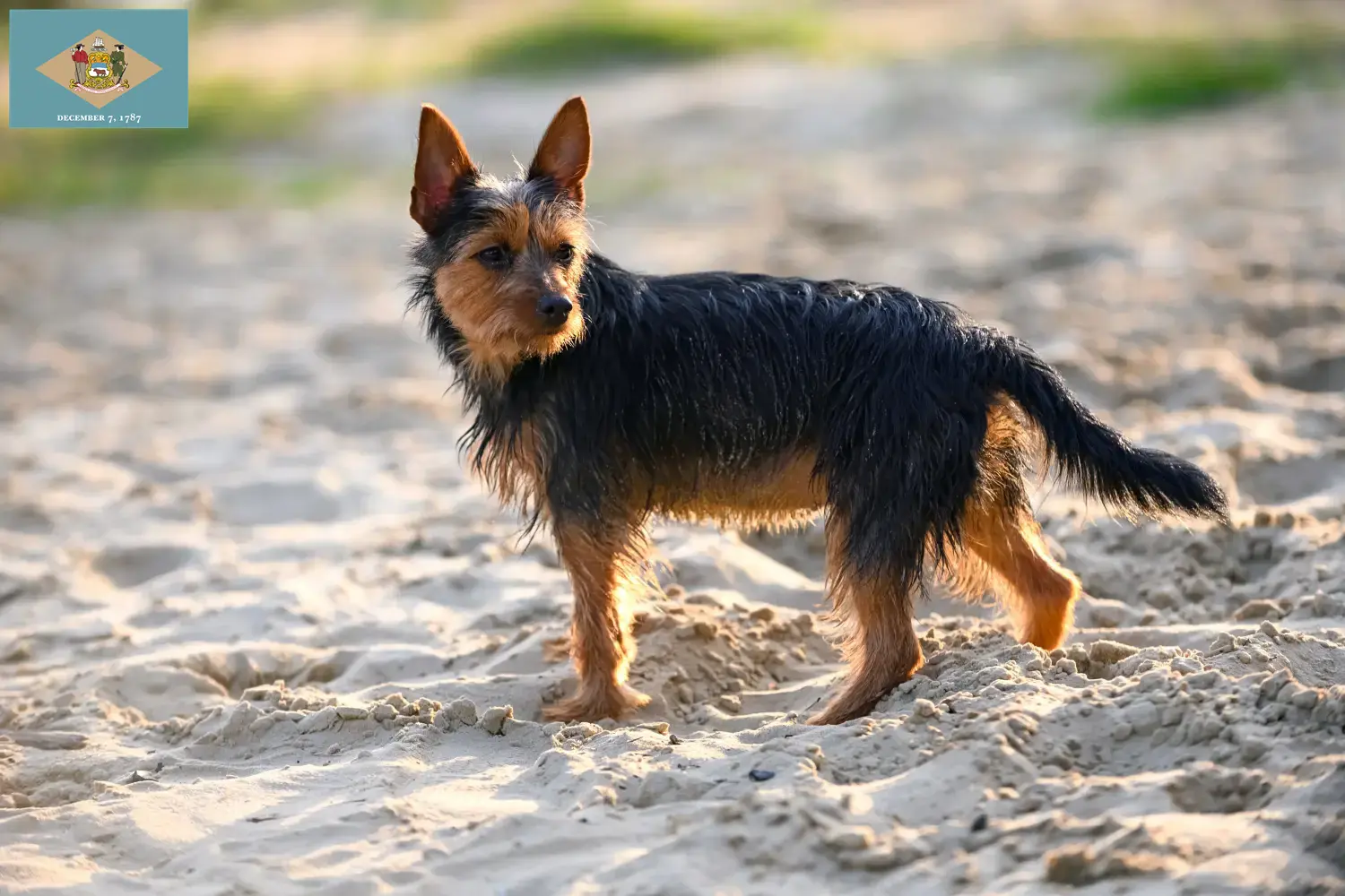 Australian Terrier puppies and breeders Delaware Find Australian Terrier breeders in Delaware here.