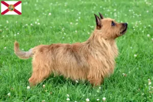 Read more about the article Australian Terrier breeders and puppies in Florida