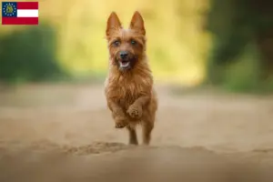 Read more about the article Australian Terrier breeders and puppies in Georgia
