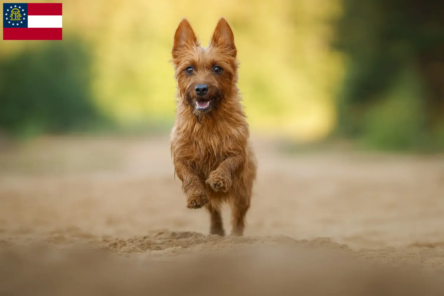 Australian Terrier puppies and breeders Georgia Find Australian Terrier breeders in Georgia here.