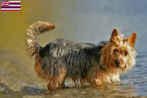 Read more about the article Australian Terrier breeders and puppies in Hawaii
