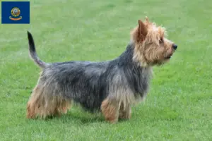 Read more about the article Australian Terrier breeders and puppies in Idaho