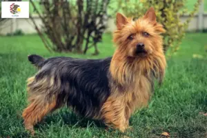 Read more about the article Australian Terrier breeders and puppies in Illinois