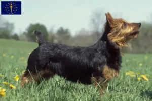 Read more about the article Australian Terrier breeders and puppies in Indiana