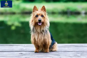 Read more about the article Australian Terrier breeders and puppies in Kansas