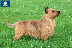 Read more about the article Australian Terrier breeders and puppies in Louisiana