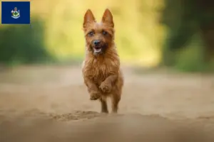 Read more about the article Australian Terrier breeders and puppies in Maine