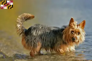 Read more about the article Australian Terrier breeders and puppies in Maryland