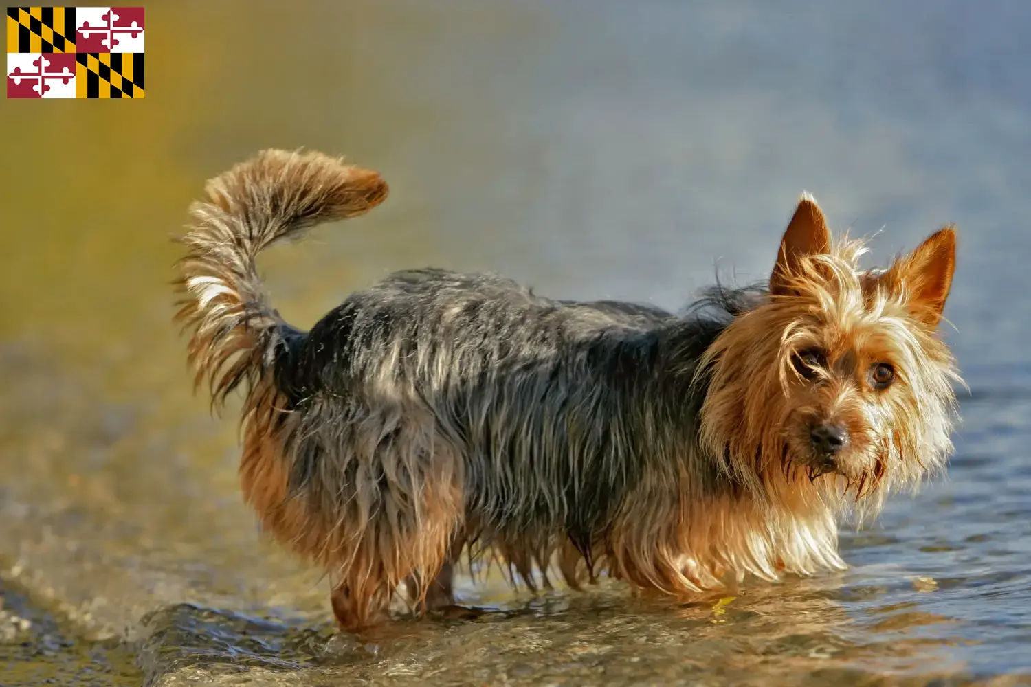 Read more about the article Australian Terrier breeders and puppies in Maryland