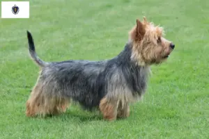 Read more about the article Australian Terrier Breeders and Puppies in Massachusetts