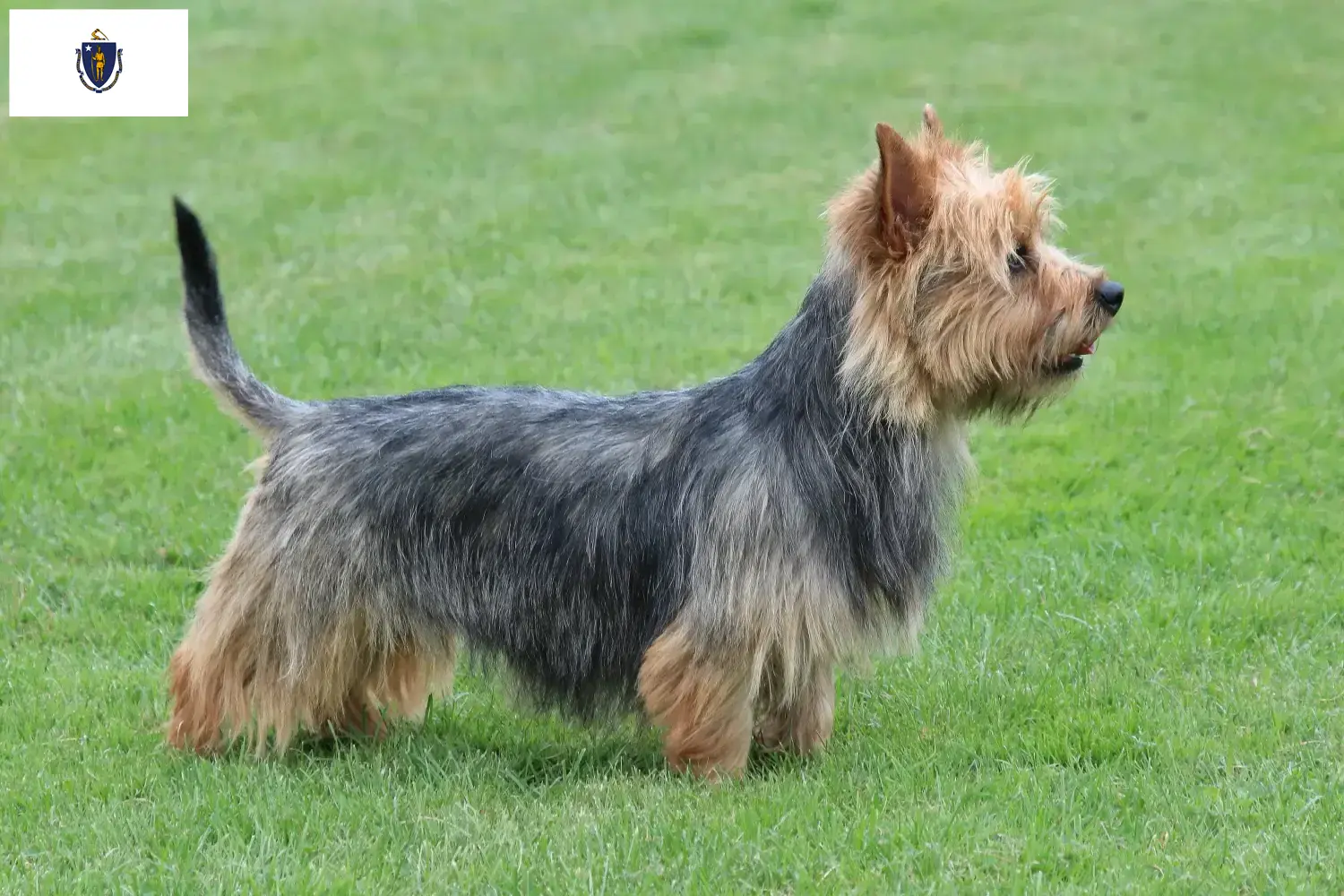 Australian Terrier puppies and breeders Massachusetts Find Australian Terrier breeders in Massachusetts.