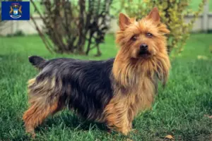 Read more about the article Australian Terrier breeders and puppies in Michigan