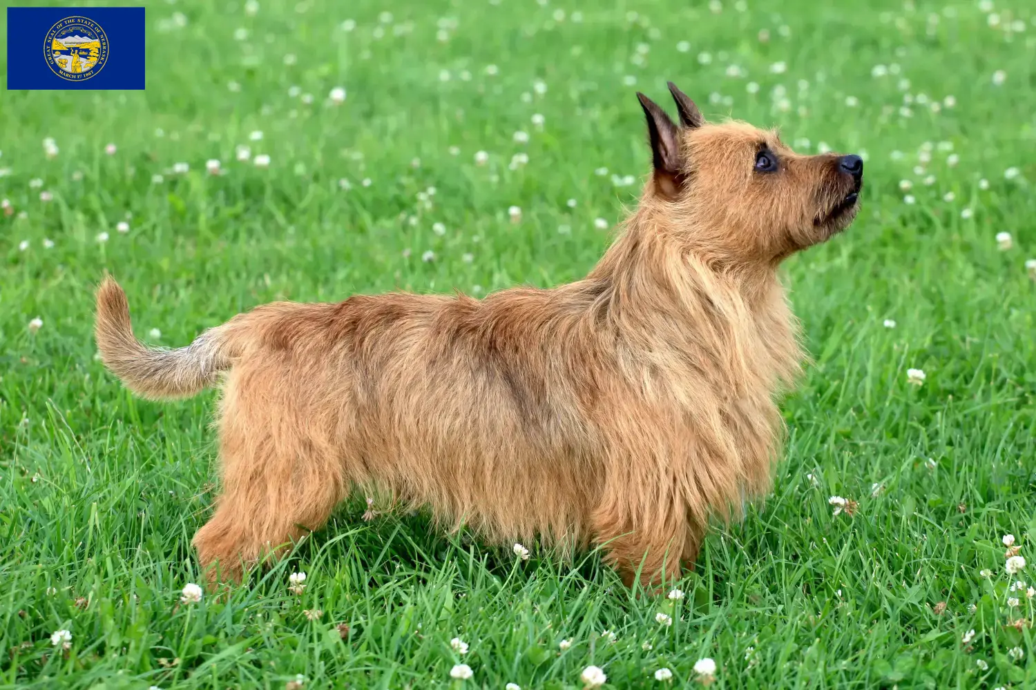 Australian Terrier puppies and breeders Nebraska Find Australian Terrier breeders in Nebraska here.