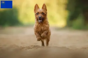 Read more about the article Australian Terrier breeders and puppies in Nevada