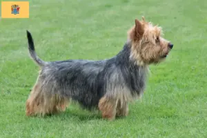 Read more about the article Australian Terrier Breeders and Puppies in New Jersey