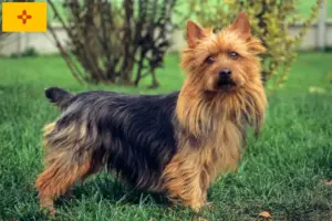 Read more about the article Australian Terrier Breeders and Puppies in New Mexico