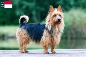 Read more about the article Australian Terrier breeders and puppies in North Carolina