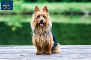 Read more about the article Australian Terrier Breeders and Puppies in North Dakota
