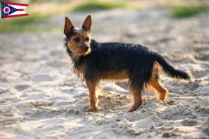 Read more about the article Australian Terrier breeders and puppies in Ohio