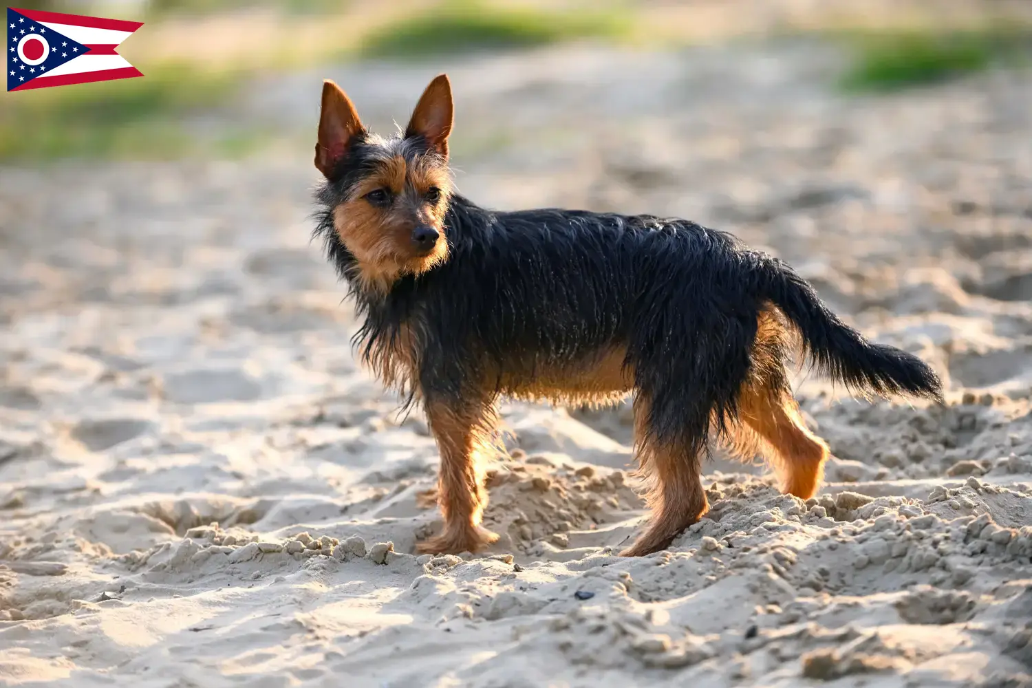 Australian Terrier puppies and breeders Ohio Find Australian Terrier breeders in Ohio here.