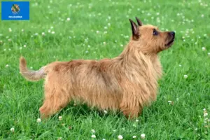 Read more about the article Australian Terrier breeders and puppies in Oklahoma